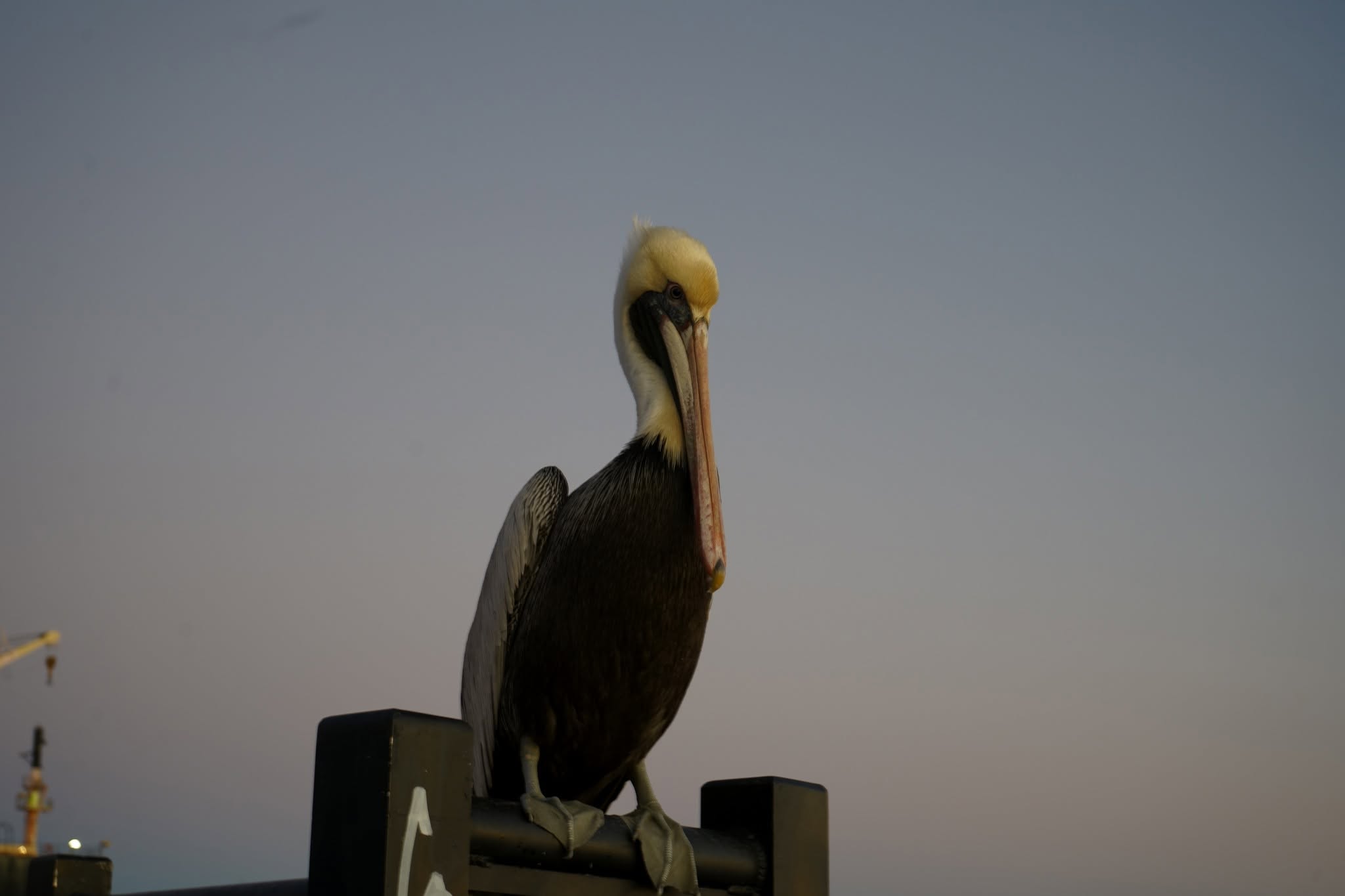 Pensacola Beach Photos photo 4