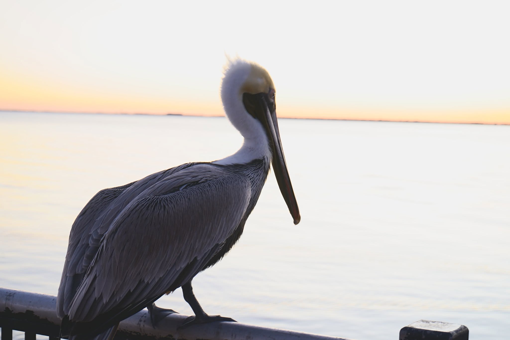 Pensacola Beach Photos photo 5