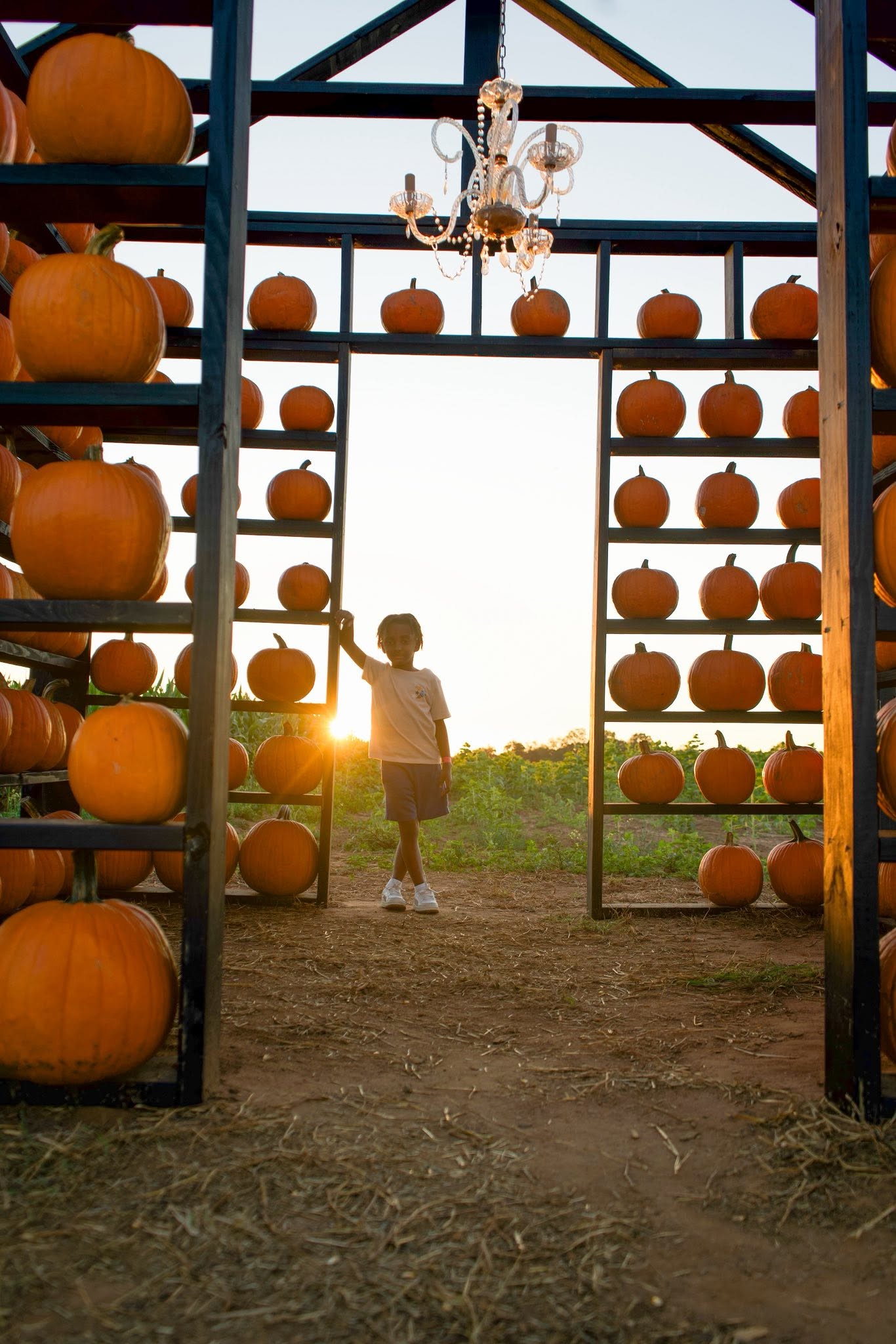 Pumpkin Patch photo 2